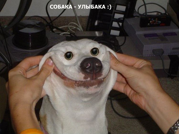 собака-улыбака