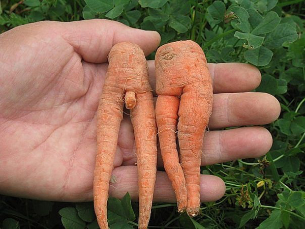 любовь-морковь